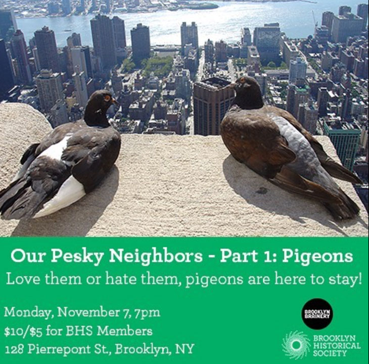 duke-riley-pigeon-talk
