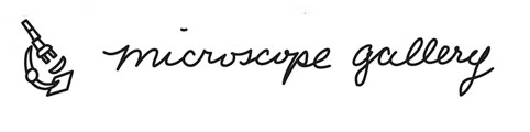 microscope-gallery---logo